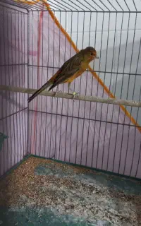 سرخ نر