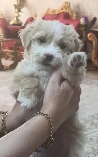 سگ کوچولو با مزه. فوری فوری