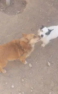 دوتا سگ گم شده