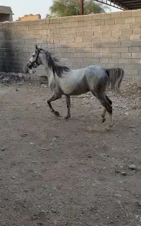 اسب عرب
