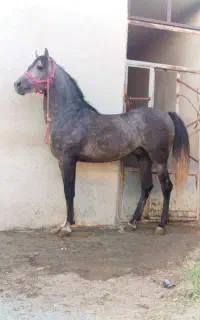 اسب کورد