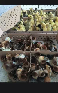 جوجه اردک پکنی وبومی واکسینه شده