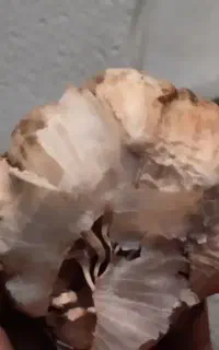 سیر خومالی بسیار تمیز