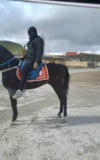 اسب عرب ایران