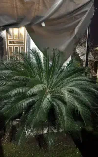سیکاس