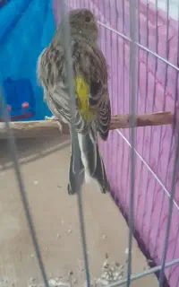 قناری‌‌سبز