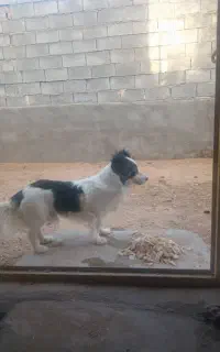 سگ پاپی