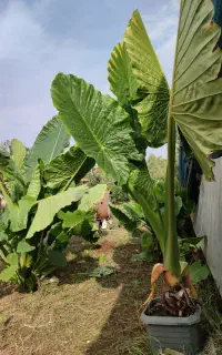 فروش باباآدم تنه سبز