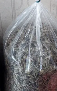 تخمه درشت