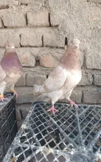 کفتر