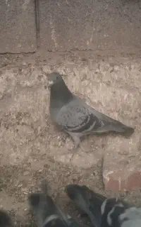 پلاکی گمشده