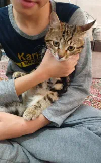 گربه های دوست داشتنی