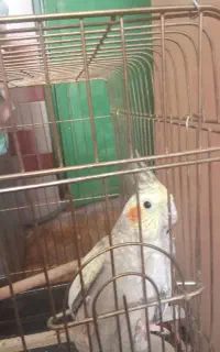 پرنده