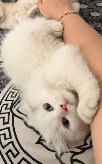 فروش گربه