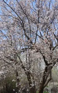 میوه چینی،هرس،سمپاچی