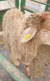گوسفند زنده باقصاب