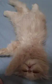 معاوضه گربه نژاد دار با هنگ درام ارشا