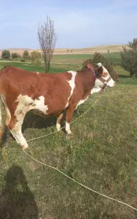 گاو