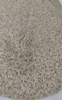 برنج کشت اول