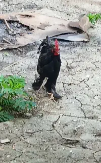 .مرغ وخروس