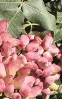 پسته گلدانی اکبری