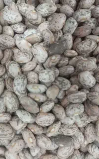 فروش لوبیا چیتی