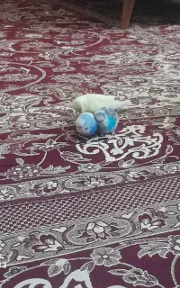 مرغ عشق انگلیسی