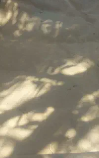 موکت‌ حدود۲۰متر