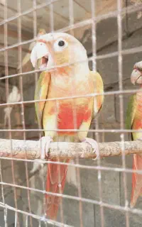 طوطی‌گرینچیک