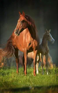 کارگر ساده و چابک سوار