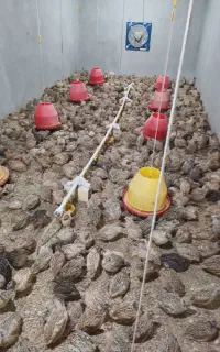 بلدرچین (درآمدزایی در خانه)