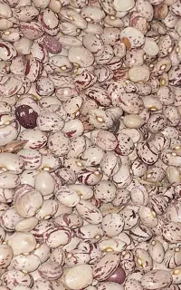 لوبیا چیتی بار جدید محصول استان فارس