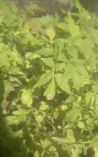 نشاگوجه فرنگی4000