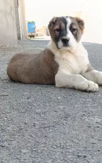 دو عدد توله ماده 65روزه از آیوار قهرمان