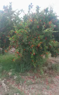کاریگرساد