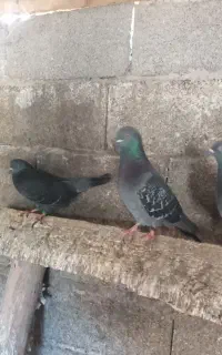 چهارطوق‌پرنده