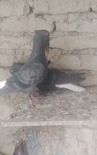 دمسفید