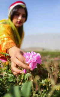 تور یکروزه میمند گلاب گیری