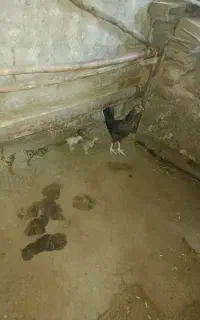 فروش مامر کر و ۳عدد جوجه