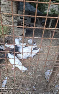 کبوتر نژاد کاشانی وتهرانی پرش و نمایش