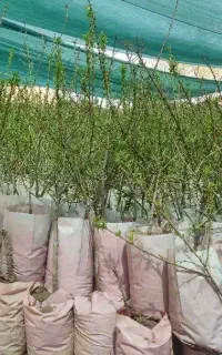 نهالستان بادام‌گلدانی وگردو پربارپالیزمیاندوآب