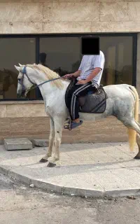 اسب درهشور
