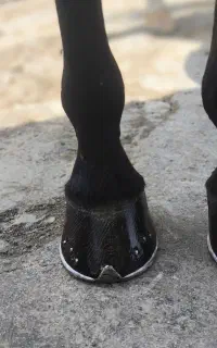 نعل بندی