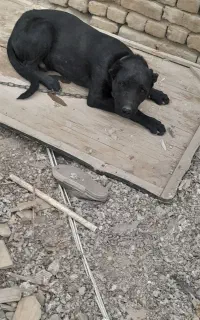سگ نژاد افغان