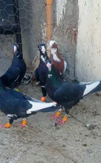 شش عدد نر پلنگ