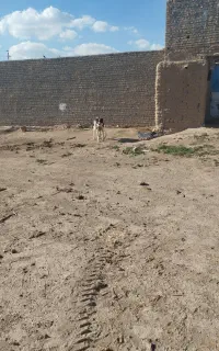 فروش یک سگ بومی