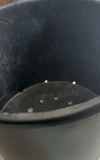 گلدون