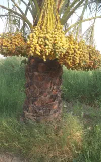 نخل داری تخصصی