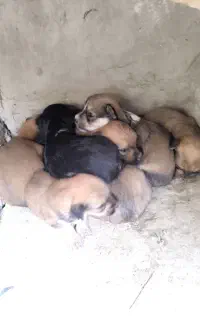 تول نژاد شیتزو