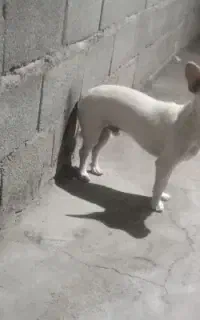 سگ پا کوتاه